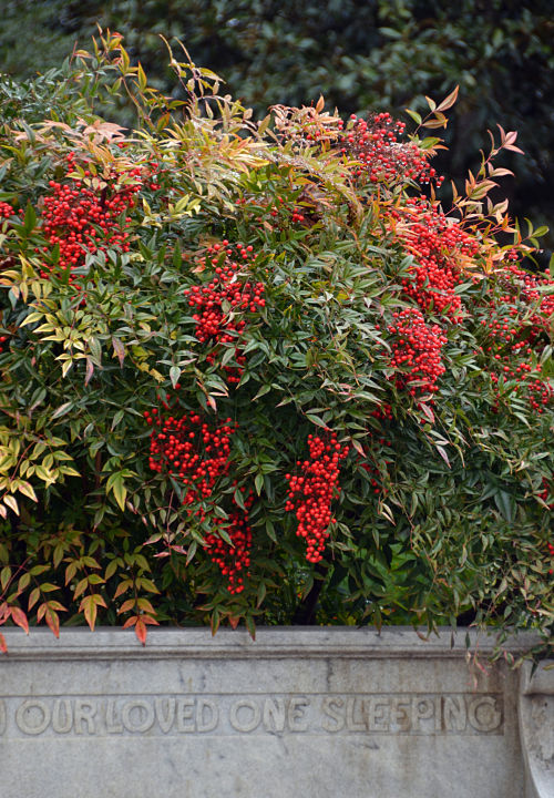 New-Year_Holly-over-bench