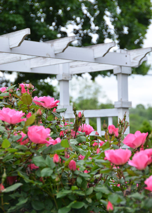 Roses at the Luckett's Design House