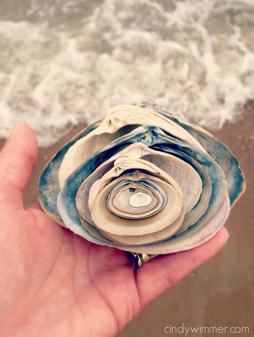 Collecting graduating clamshells