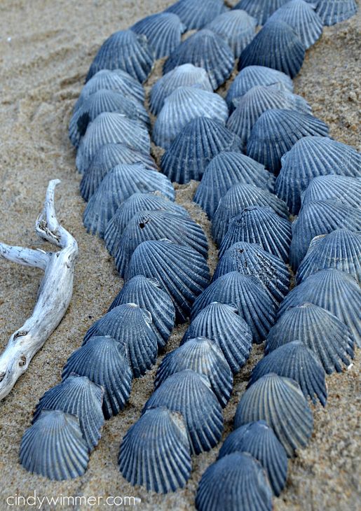 Seashell collection