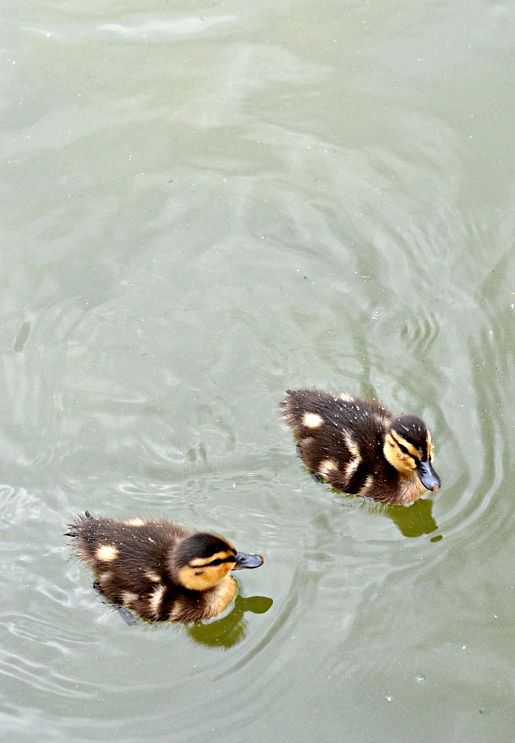 Gypsy Hill Park. Staunton, VA