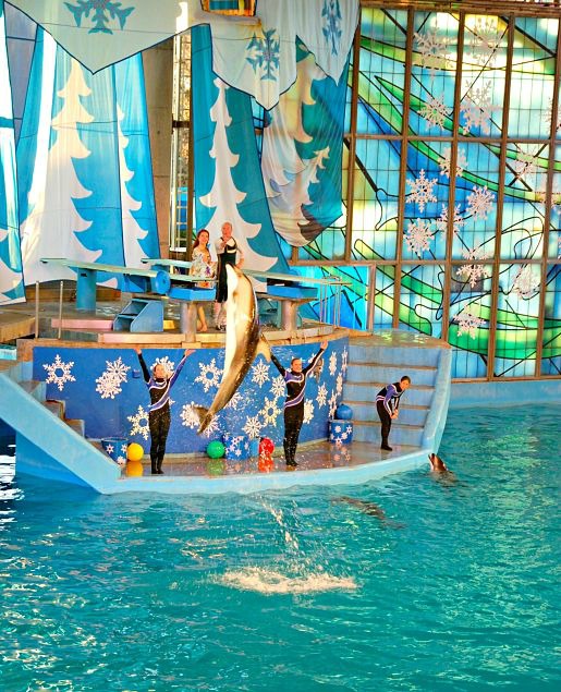 Dolphin show at Sea World, San Antonio TX